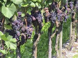 Vineyards by the cycle route near Maienfeld, 16.4 miles from Chur